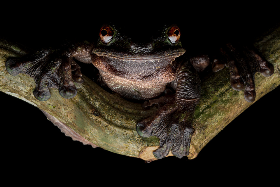 Photo of a mysterious-looking frog