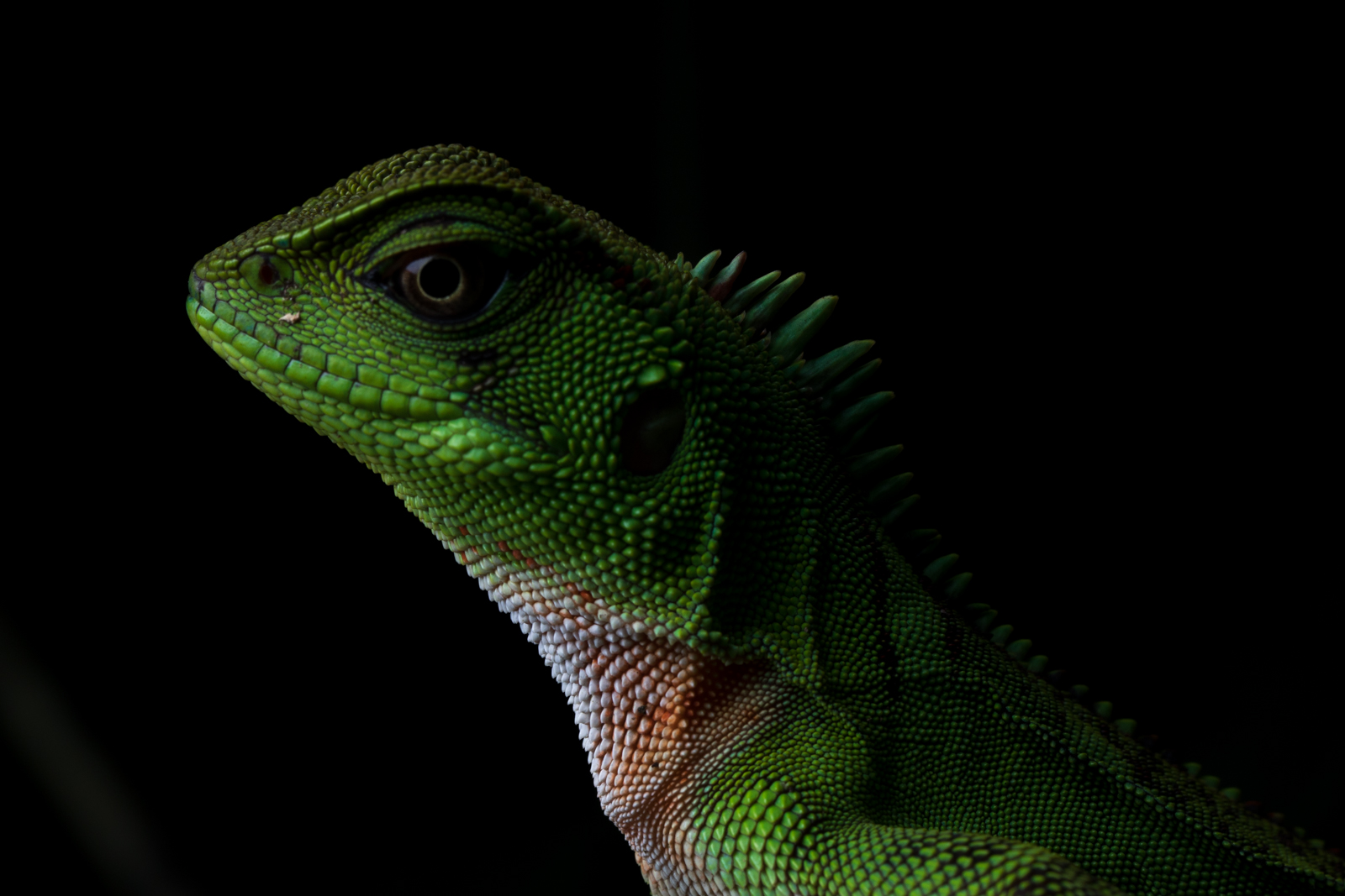 Close-up picture of an Amazon Dwarf-Iguana (Enyalioides laticeps)
