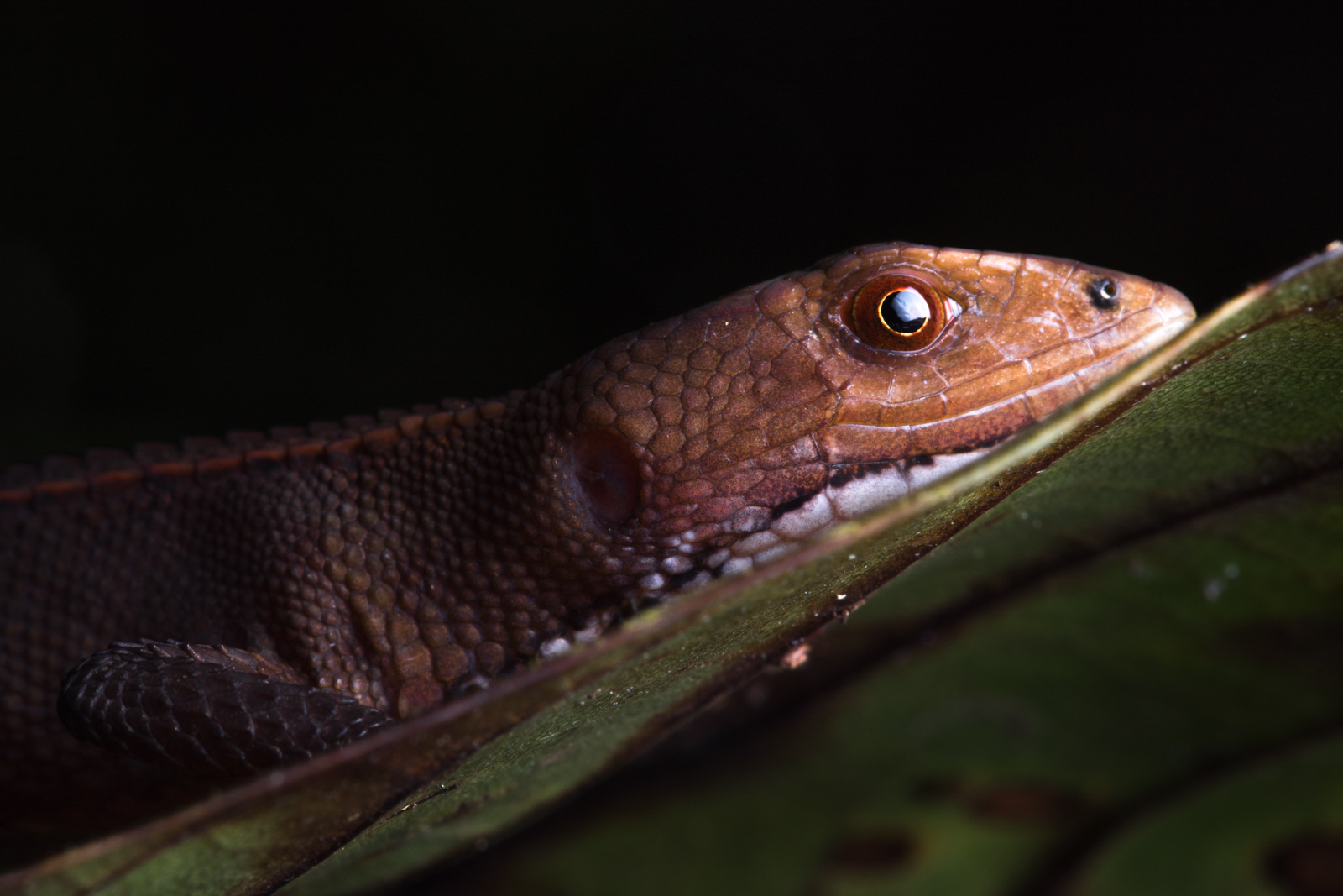 Picture of a lizard (Gelanesaurus flavogularis) resting on a leaf