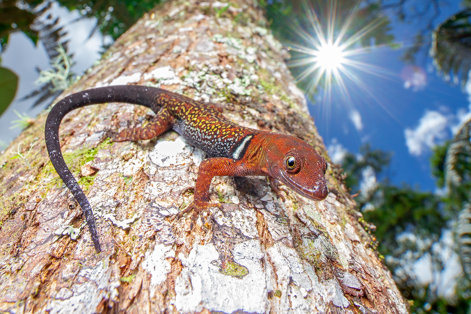 Picture of a Bridled Sun-Gecko (Gonatodes concinnatus) on a tree trunk, photographed using the Laowa 15mm f/4 Macro Lens
