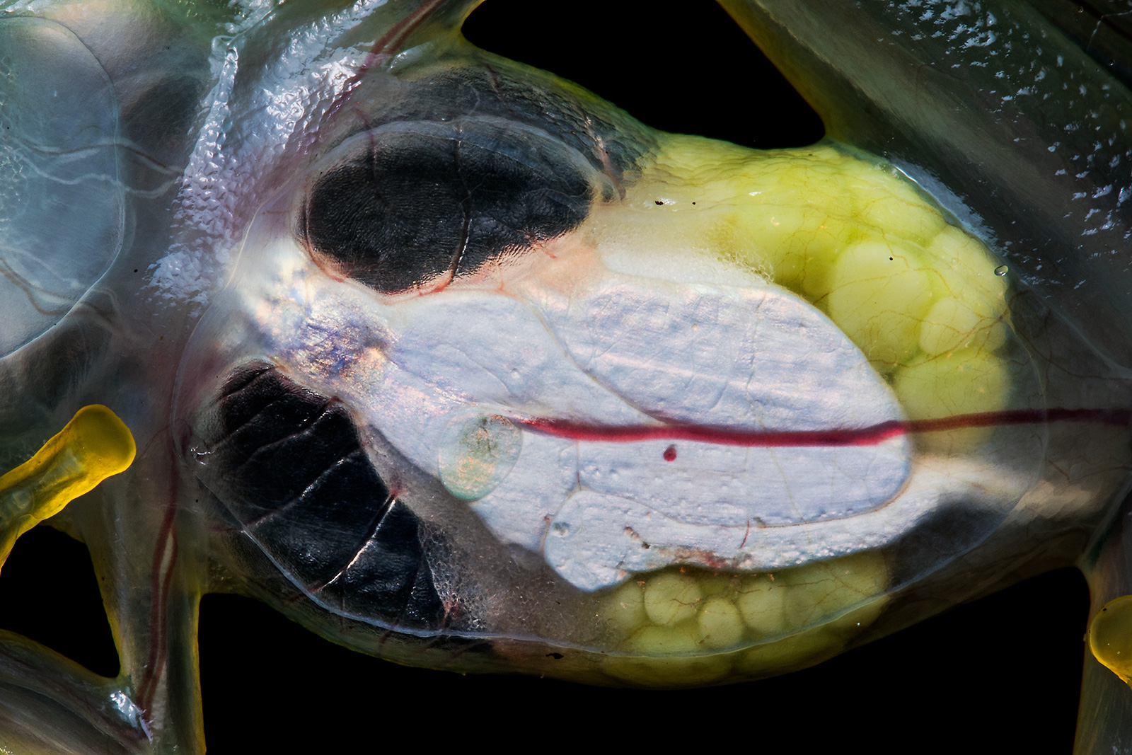 Ventral shot of Hyalinobatrachium aureoguttatum showing eggs, intestines, and heart