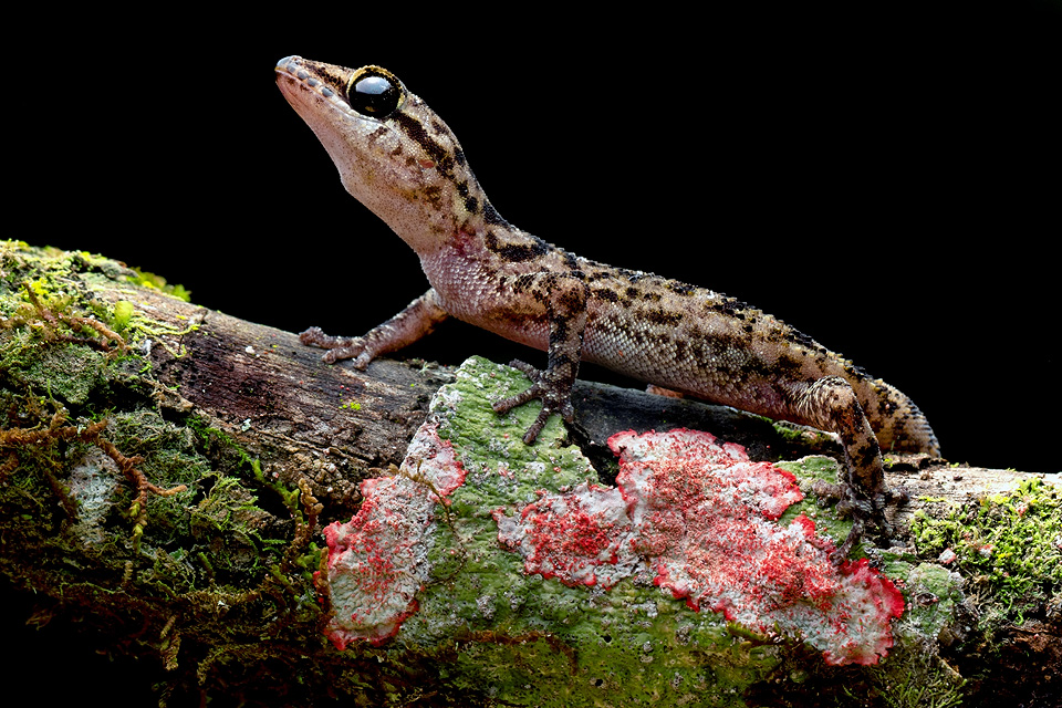 Two new species of geckos discovered in Galápagos