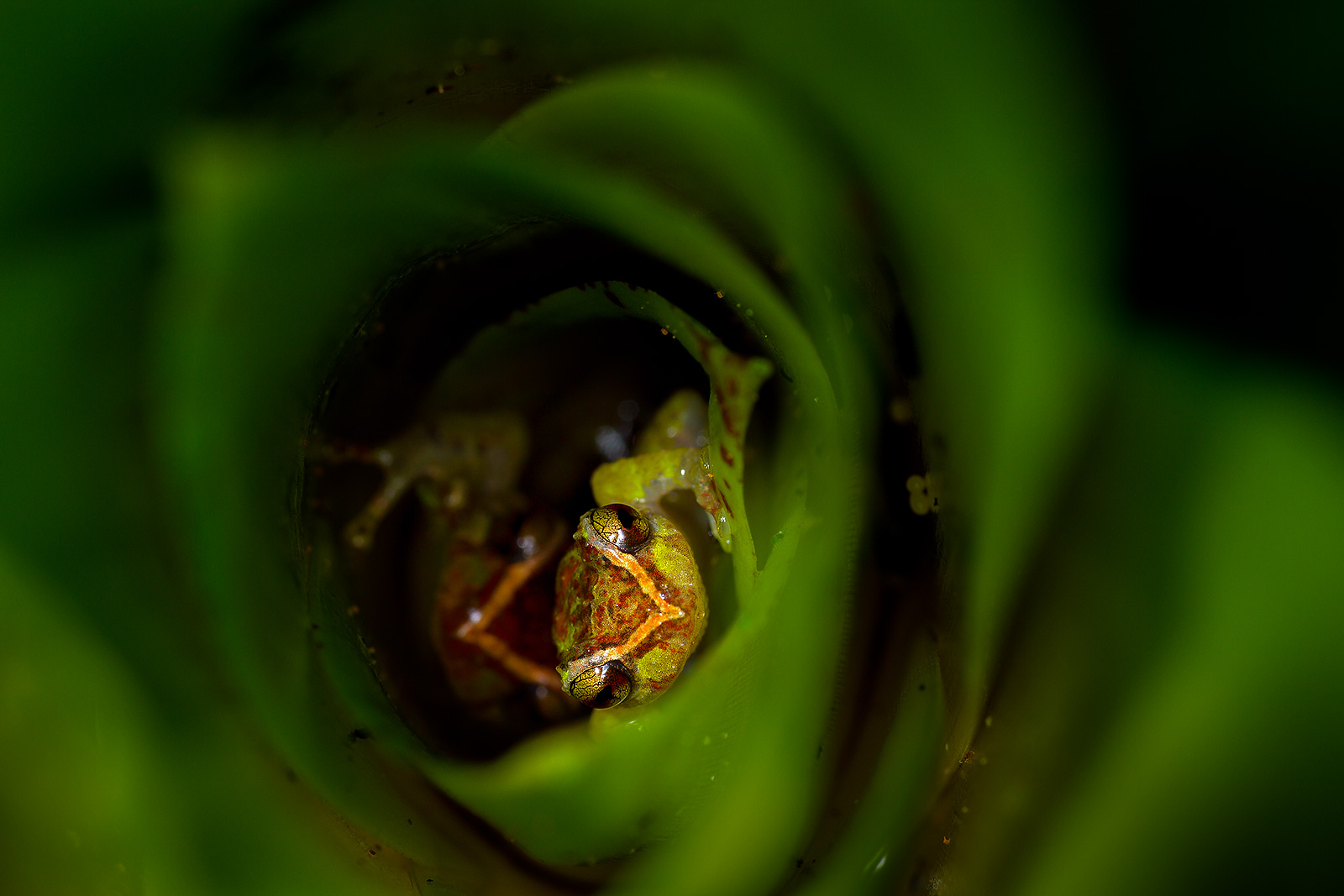 Couple of Pristimantis bellator hiding in a bromeliad
