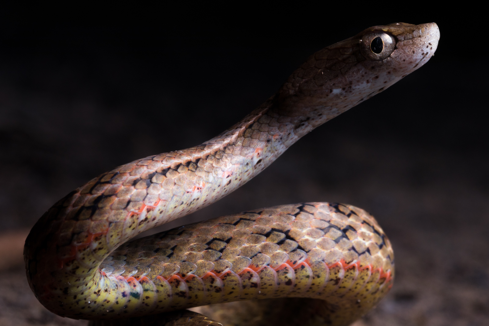 Close-up picture of a Painted Mock-Viper (Psammodynastes pictus)