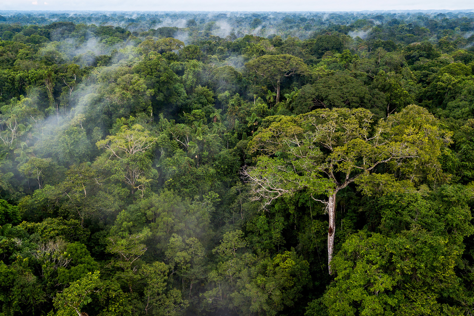Aerial view of the rainforest canopy