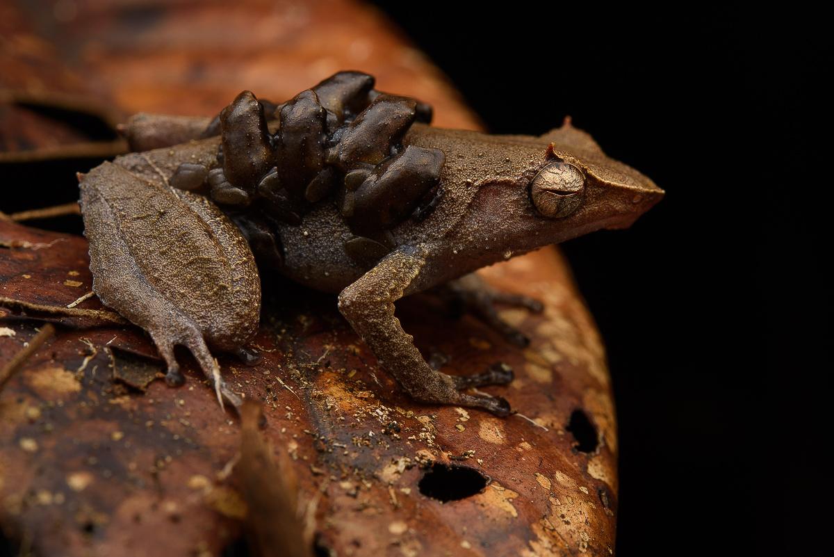 Adult male Sphenophryne cornuta back-riding froglets