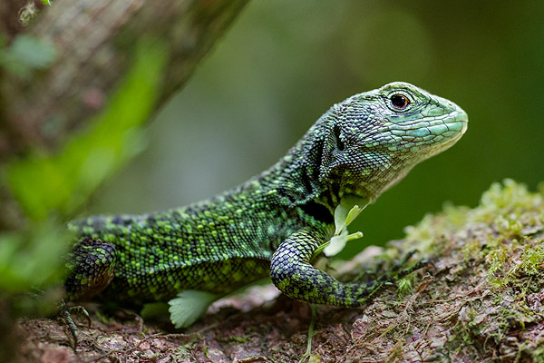Photo of a bright green lizard on a tree branch