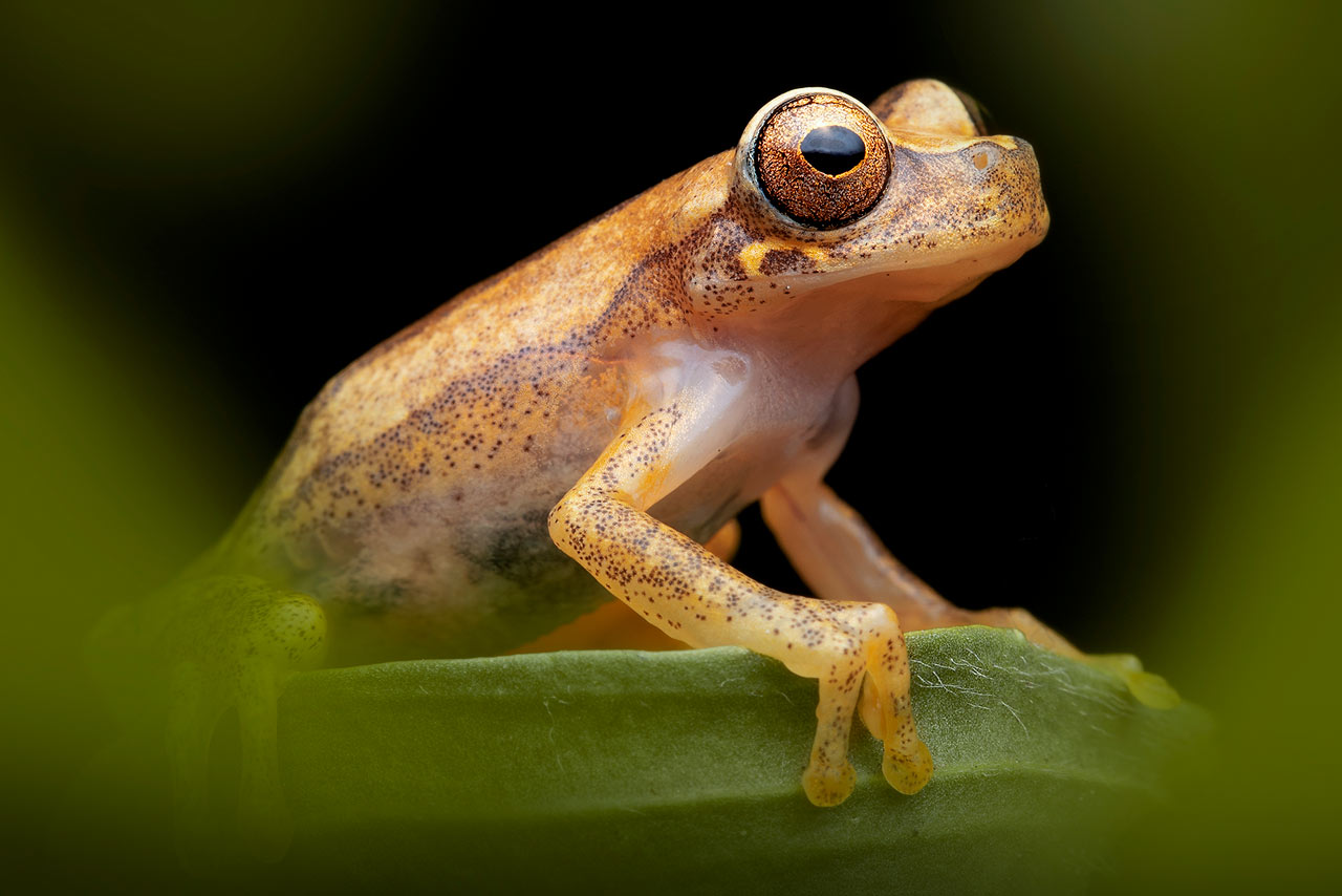 Image of a treefrog perched on a leaf