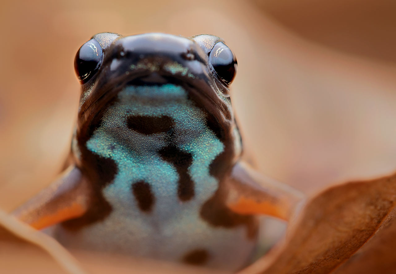 Image of colorful frog peeking over a leaf