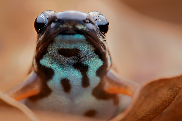 Photo of a colorful frog peeking over a leaf