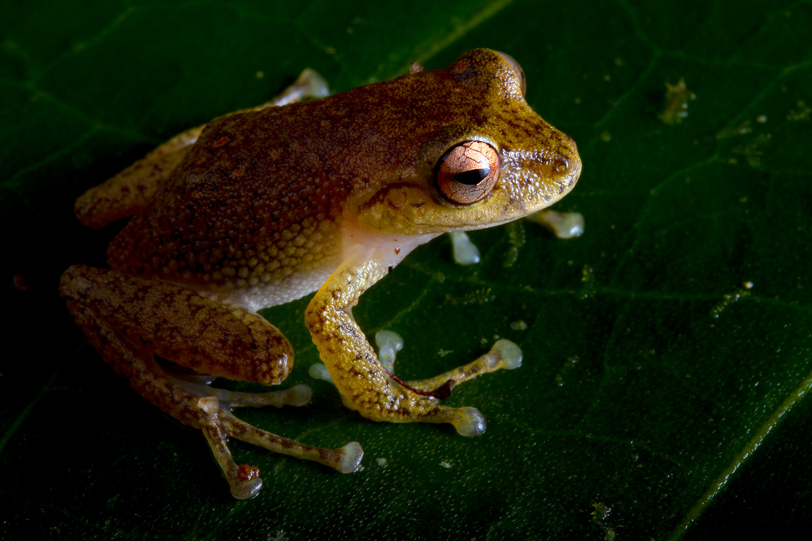 Picture of an Eugenia's Rainfrog (Pristimantis eugeniae), photographed using the Canon 60mm Macro Lens