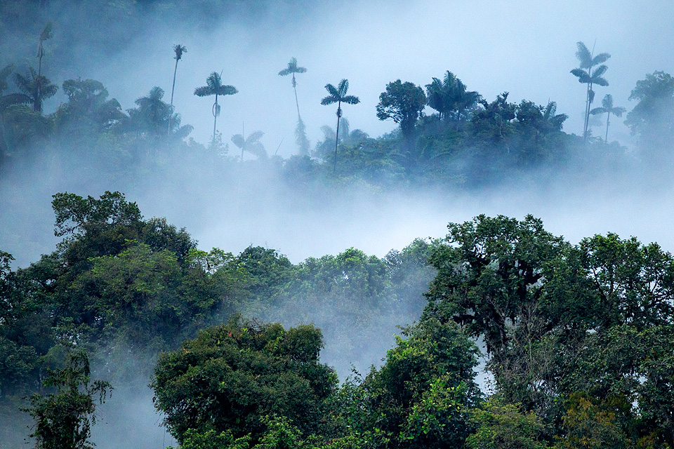 Chocó rainforest