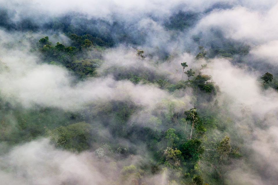 Chocó rainforest