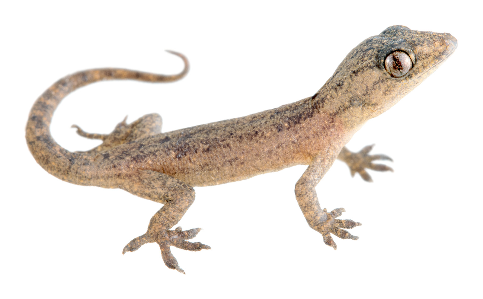 Common House-Gecko (Hemidactylus frenatus) | Tropical Herping