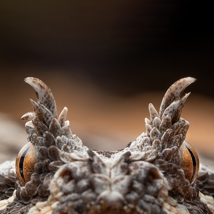 Image of a Many-horned Adder (Bitis cornuta)