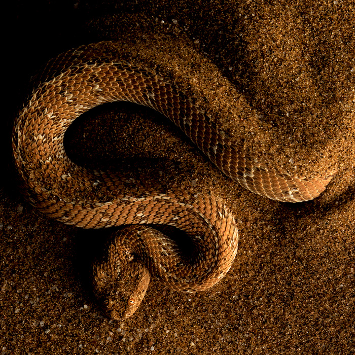 Image of a Sidewinding Adder (Bitis peringueyi)