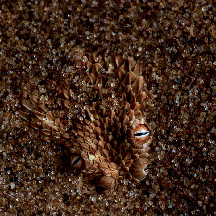 Image of a Sidewinding Adder (Bitis peringueyi)