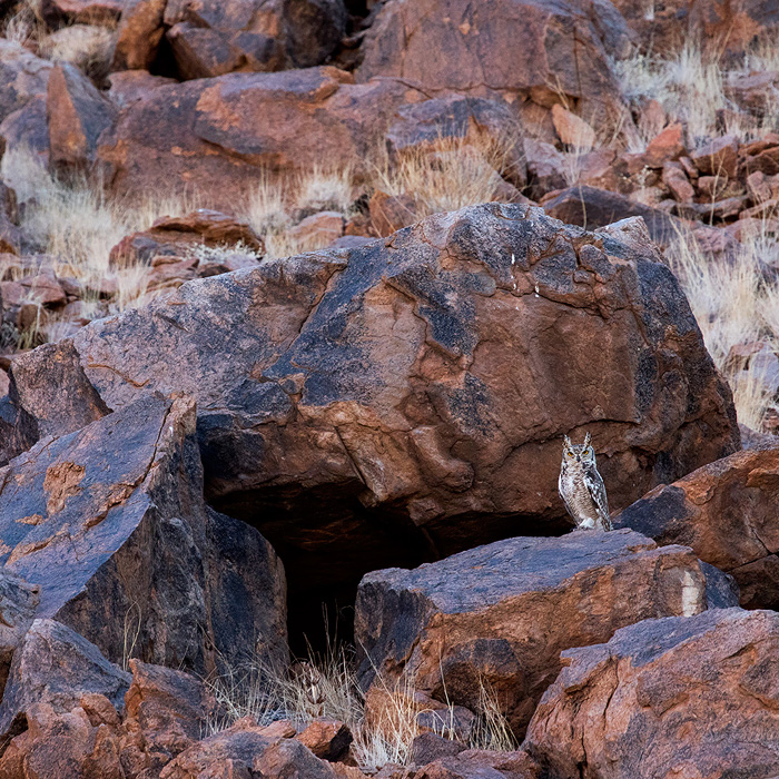 Image of a Cape Eagle-Owl (Bubo capensis)