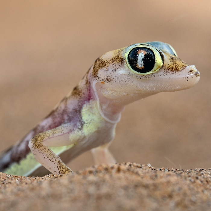 Image of a Namib Sand-Gecko (Pachydactylus rangei)