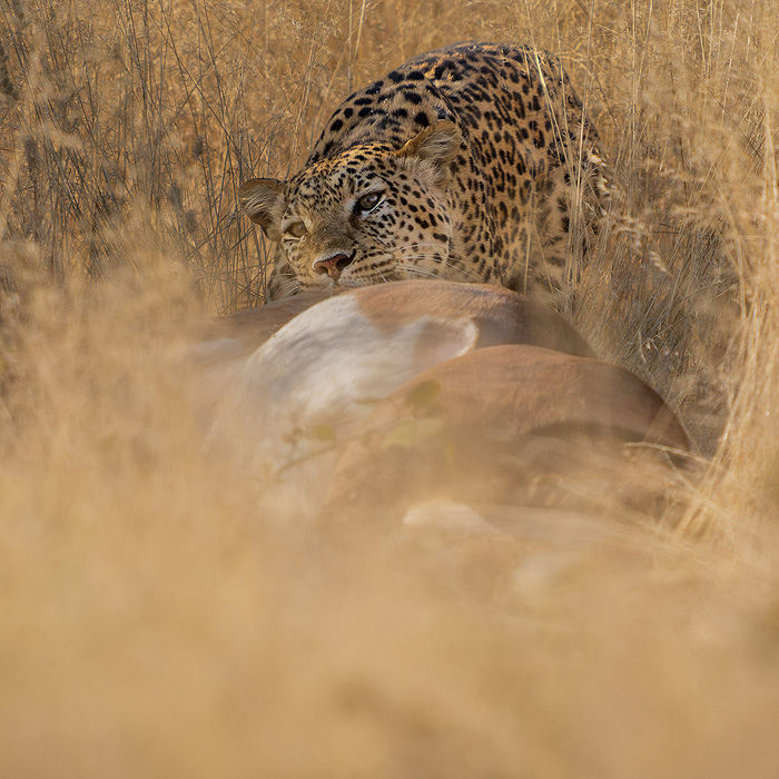 Image of a Leopard (Panthera pardus)