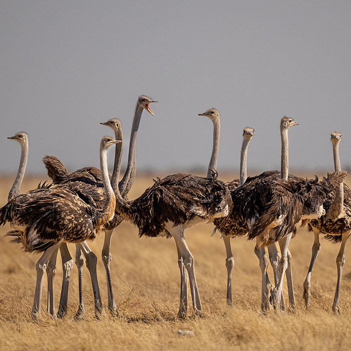 Image of a Common Ostrich (Struthio camelus)