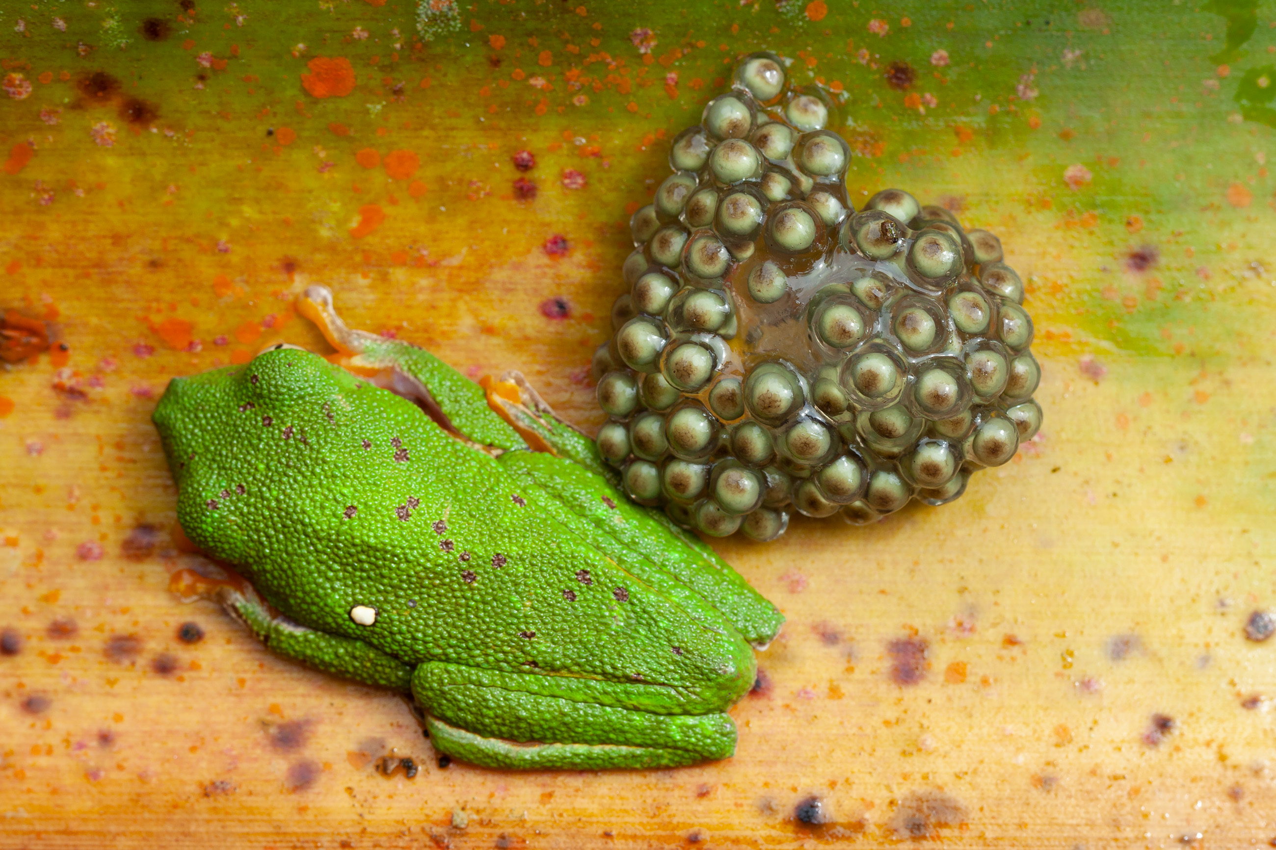 Amazon leaf frog (Agalychnis hulli)