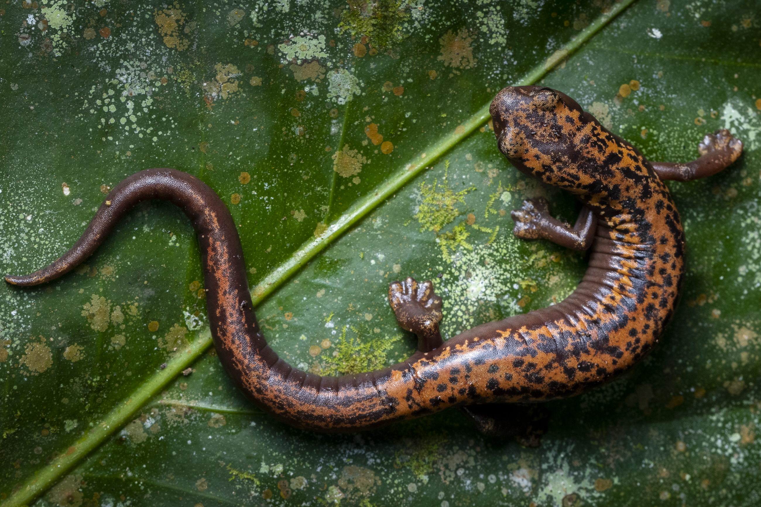 Mexican climbing salamander (Bolitoglossa mexicana)