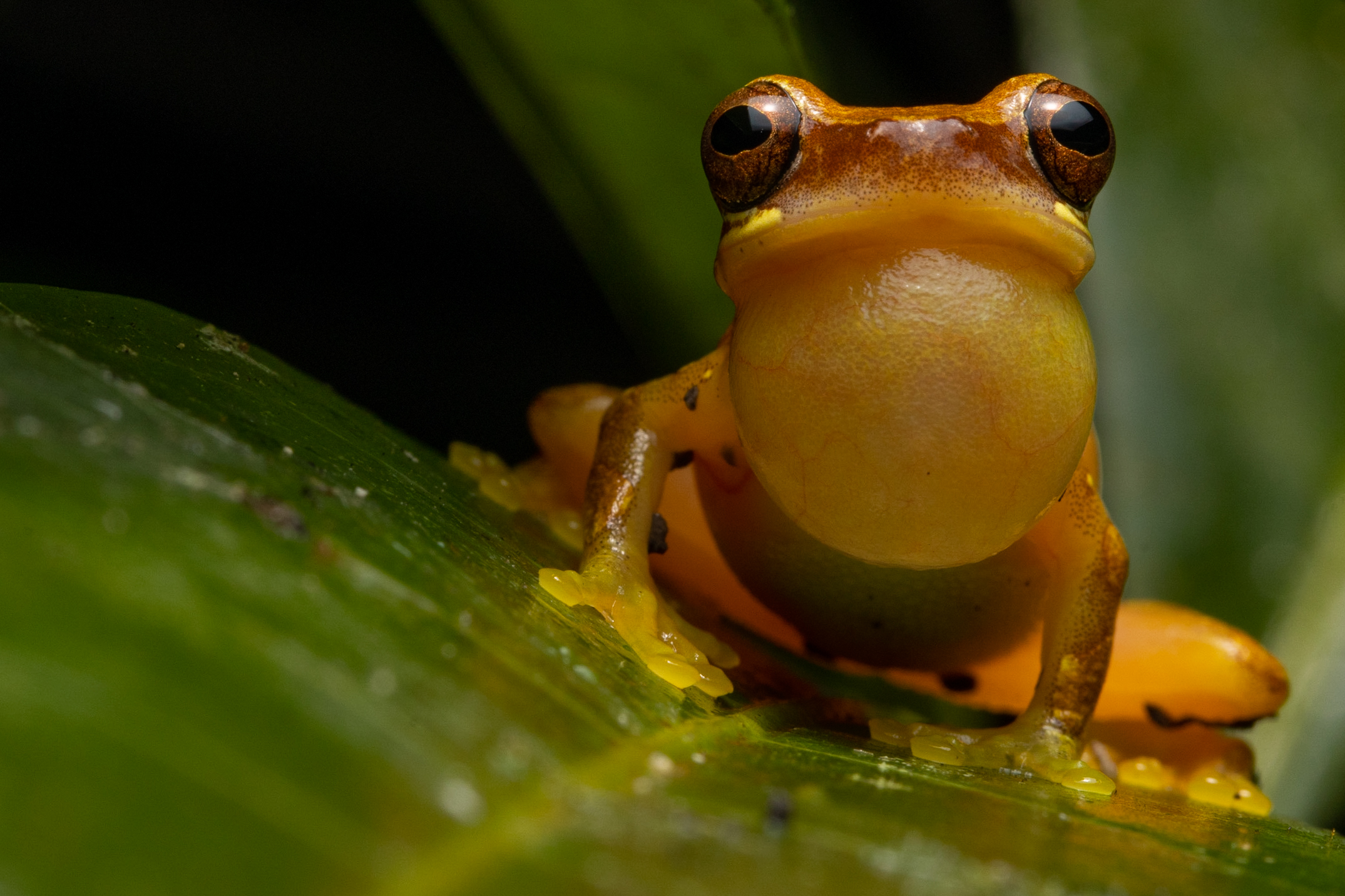 Small Headed Tree Frogs (Dendropsophus microcephalus)