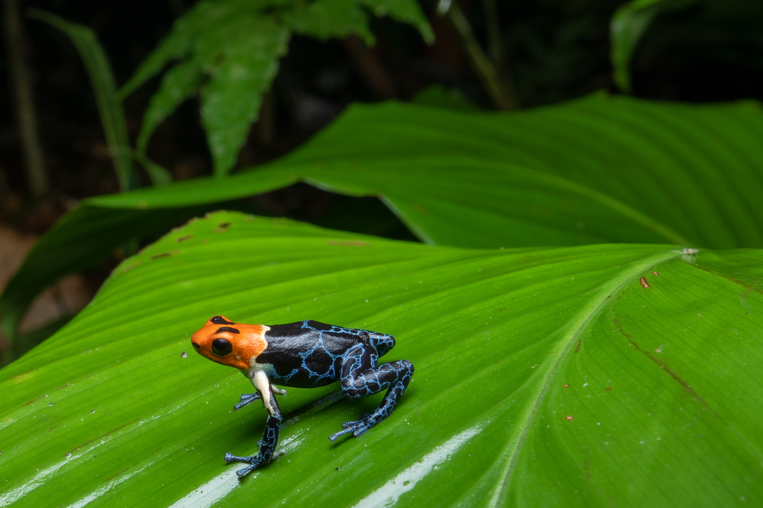 Red-headed poison frog (Ranitomeya fantastica)