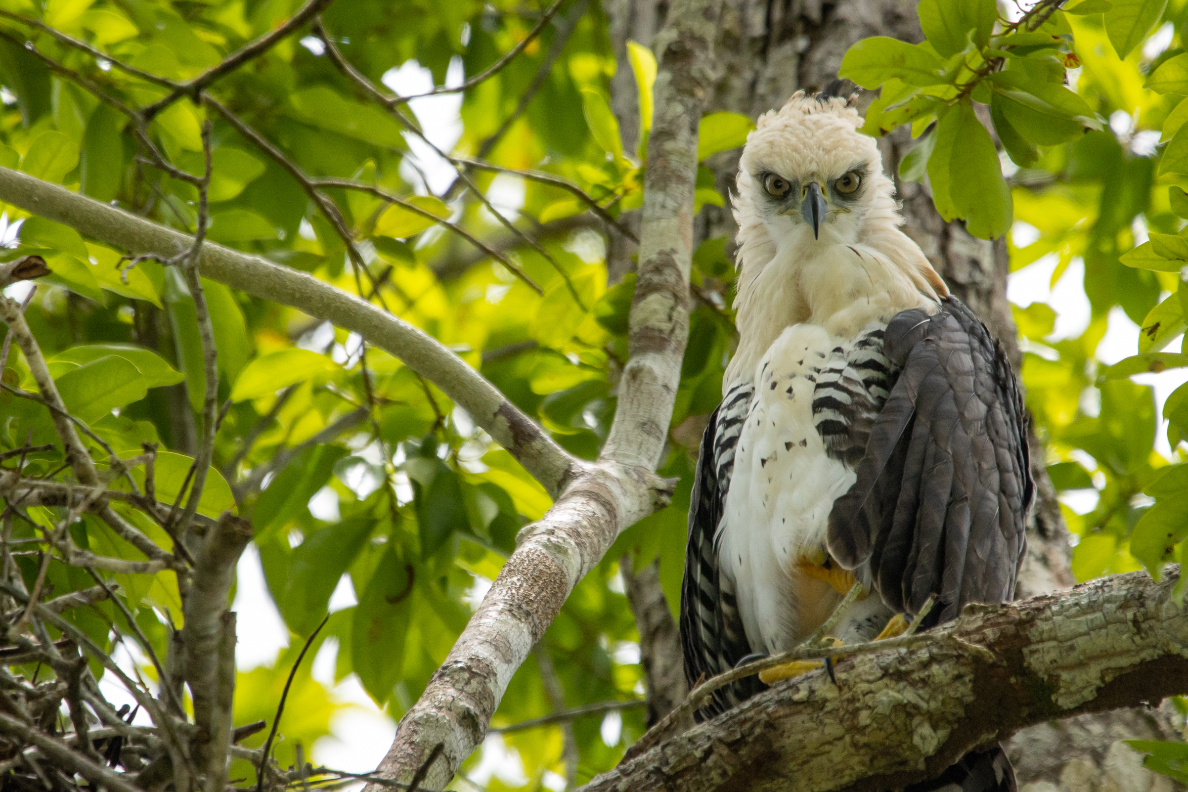 Juvenile Ornate Hawk-eagle (Spizaetus ornatus)