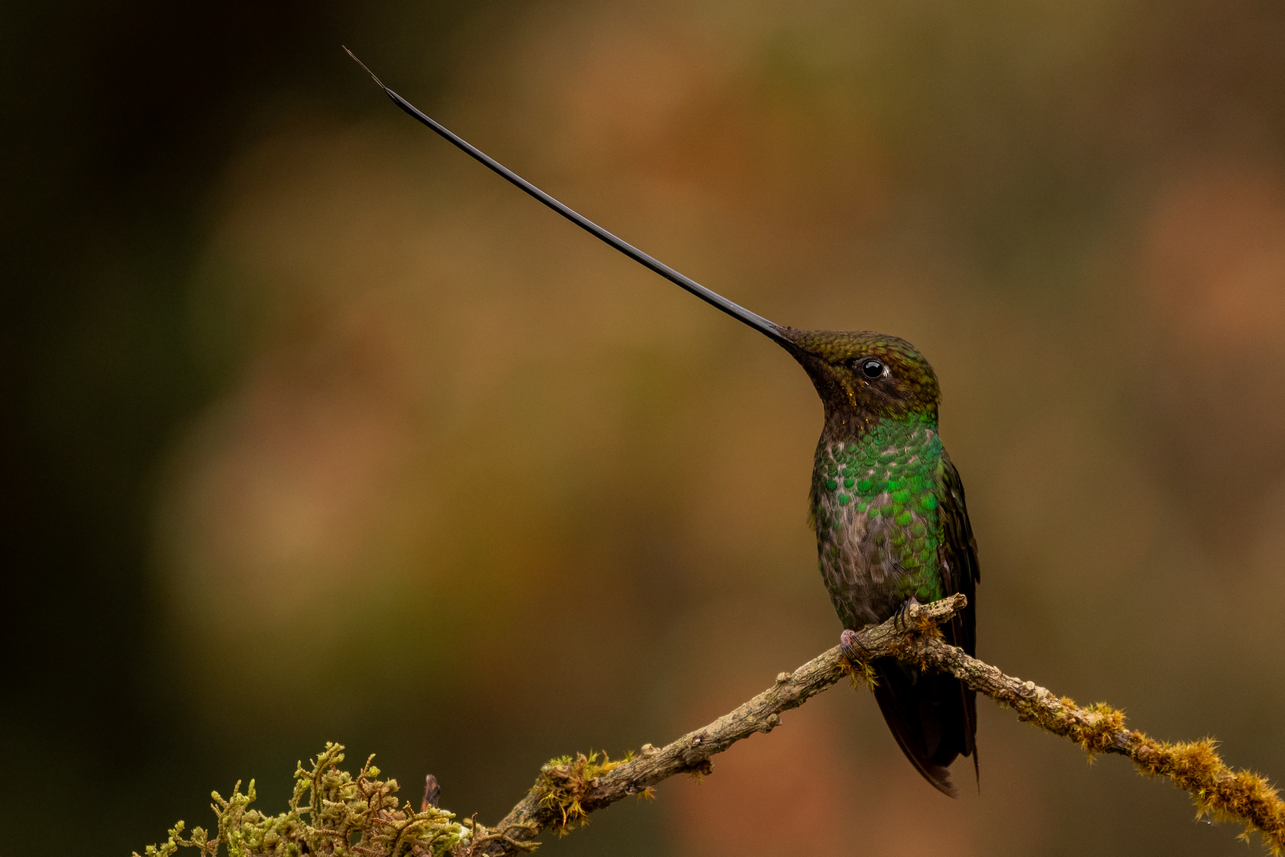 Sword-billed hummingbird (Ensifera ensifera)