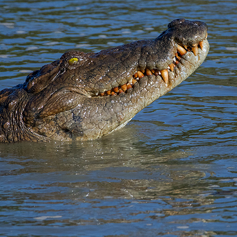 Crocodylus porosus