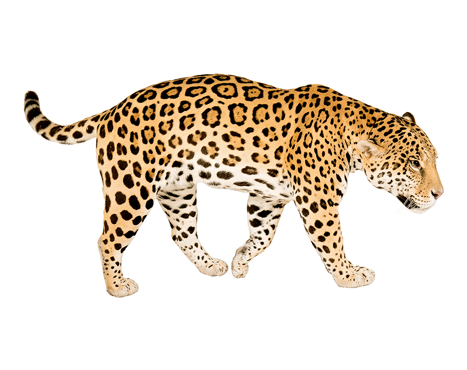 30 jaguars spotted