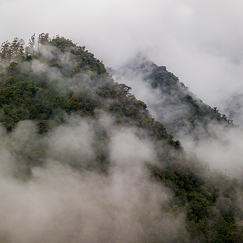 Mashpi cloudforest